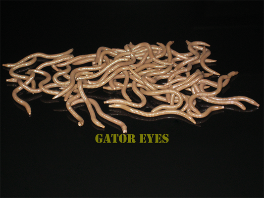 GATOR EYES Nifty Fifty Earthworms
