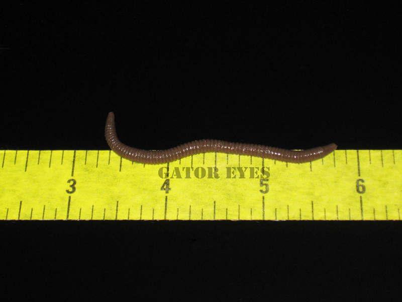 GATOR EYES Nifty Fifty Earthworms